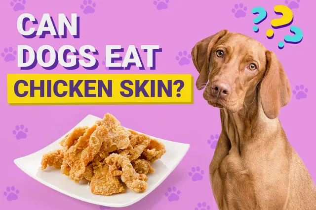 Can Dogs Eat Chicken Skin? Vet-Verified Nutrition Facts & FAQ