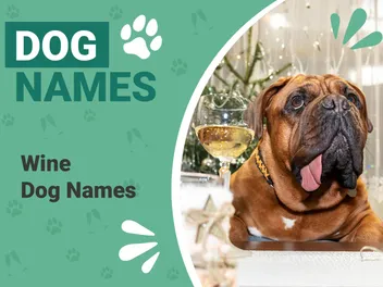 145 Adorable Wine Names for Dogs: Ideas for Fancy Canines
