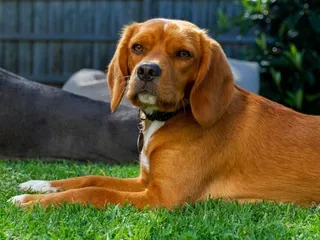 Beaglier (Beagle & King Charles Spaniel Mix): Info, Pictures, Care Guide & More