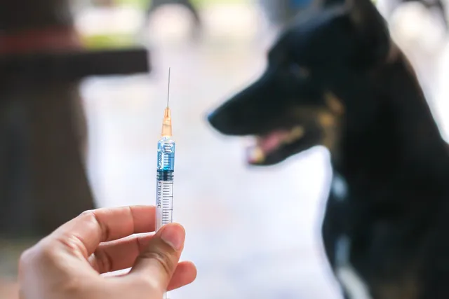 Can a Dog Get Two Rabies Shots in One Year? Vet-Verified Vaccine Info
