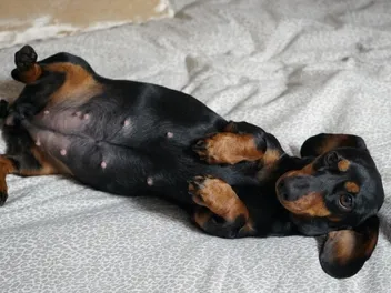 How Long Are Dachshunds Typically Pregnant? Gestation Period & Stages Explained