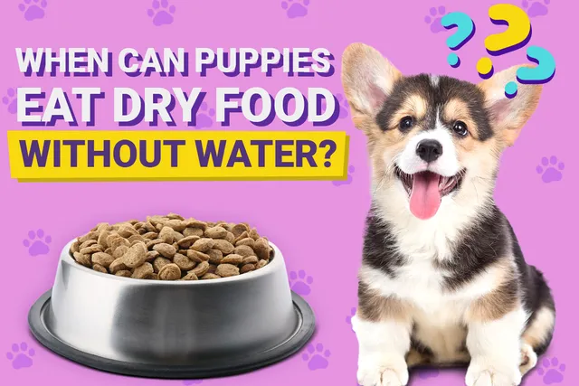 When Can a Puppy Eat Dry Food Without Water? Vet Approved Feeding Guide