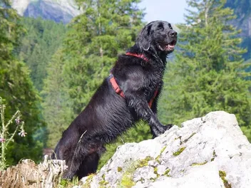 What Is the Flat-Coated Retriever Society of America? 2026 Facts