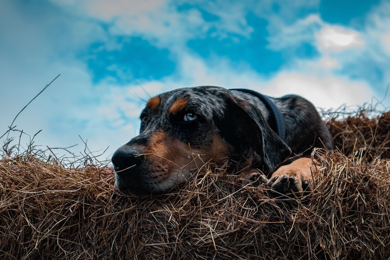 catahoula leopard dog