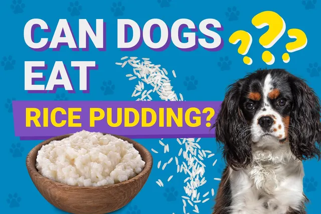 Can Dogs Eat Rice Pudding? Vet-Approved Facts & FAQ