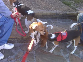 Everything You Want to Know About Bed Bug Detection Dogs