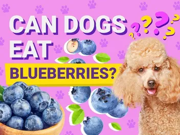 Can Dogs Eat Blueberries? Vet-Verified Nutrition Facts & Tips