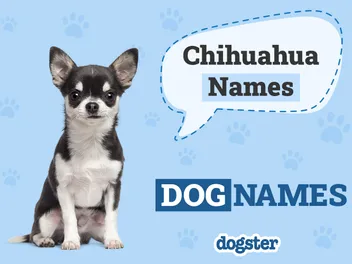150+ Chihuahua Dog Names: Cute & Popular Ideas 2026