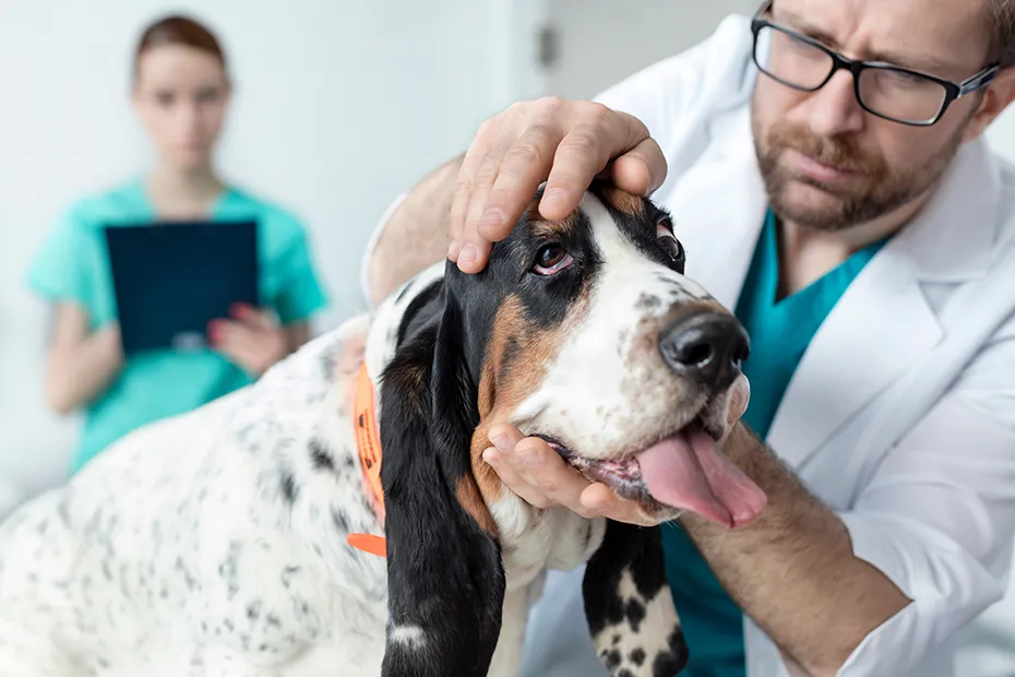 vet examining dog at the clinic