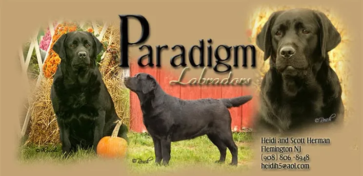Paradigm Labradors logo