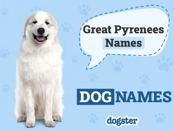 250+ Popular & Unique Great Pyrenees Names