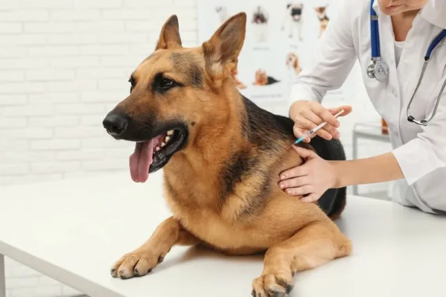 How Much Do Dog & Puppy Vaccinations Cost? 2026 Price Guide