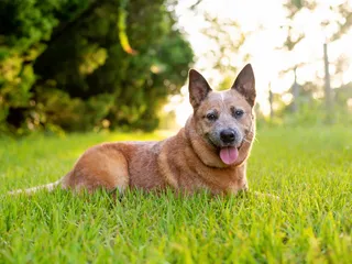 Red Heeler (Red Australian Cattle Dog): Info, Pictures, Origin & History