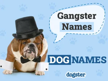 115+ Gangster Dog Names: Tough Names for Your Little Outlaw