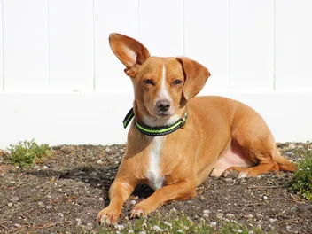 10 Best Dog Foods for Chiweenies in 2026 - Reviews & Top Picks