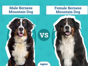 Male vs Female Bernese Mountain Dogs: The Differences (With Pictures)