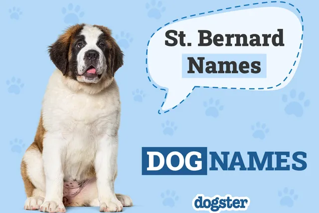 500+ Popular & Unique St. Bernard Names