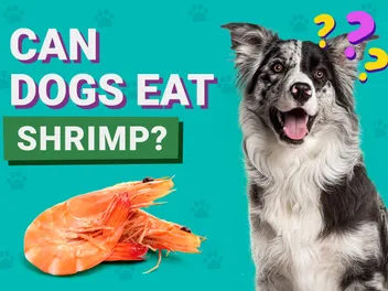 Can Dogs Eat Shrimp? Vet-Verified Facts, Benefits & Risks
