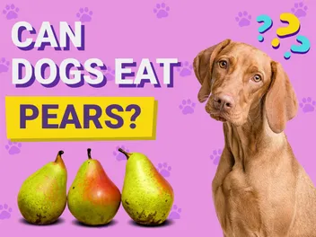 Can Dogs Eat Pears? Vet-Approved Facts & FAQ