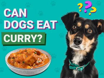 Can Dogs Eat Curry? Vet-Verified Facts & FAQ