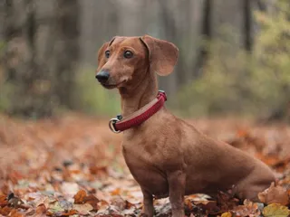 Red Dachshund: Info, Pictures, Origin & History