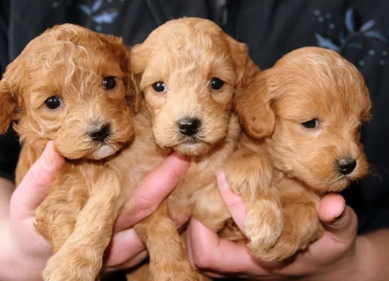 person holding three labrador retriever puppies