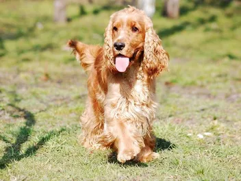 16 Surprising Cocker Spaniel Facts You May Not Know (Vet-Verified)