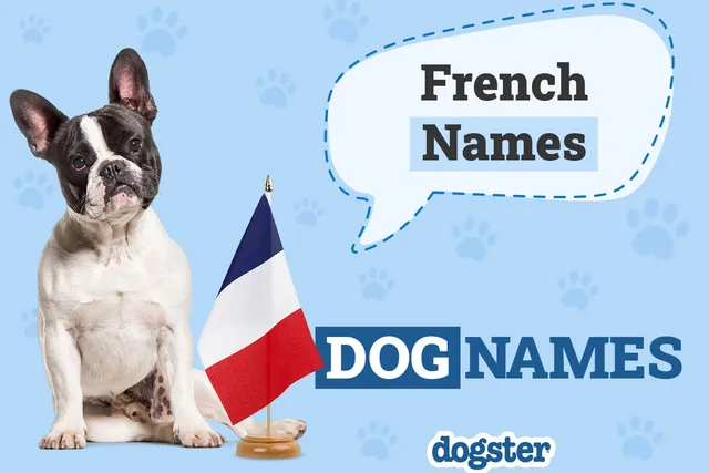 140+ French Dog Names: Très Bon Picks for Your Franco Pup