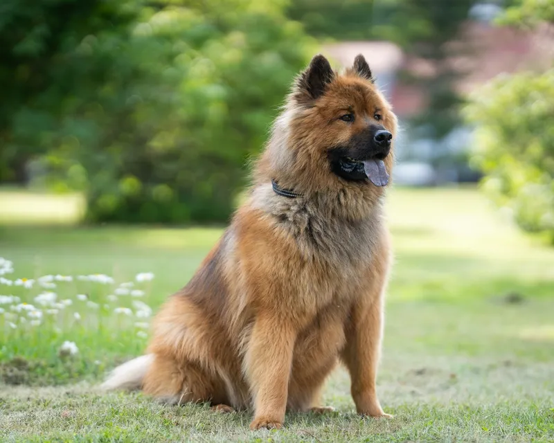 Eurasian dog with a full red coat