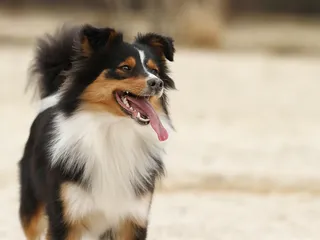 Border Collie Shetland Sheepdog: Info, Pictures, Care Guide & More