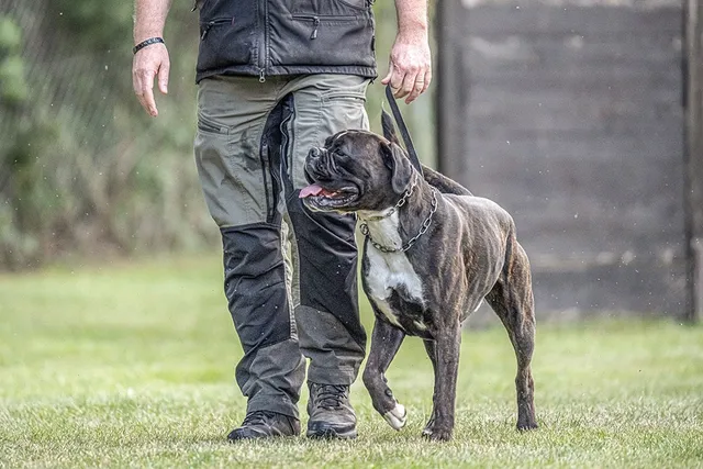 Cadaver Dog Training: Vet-Reviewed Facts, Uses & FAQ