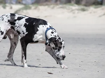 Great Dane Dalmatian Mix Breed: Info, Pictures, Temperament & More