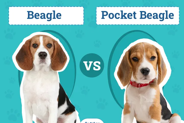 Pocket Beagle vs Beagle: Key Differences (With Pictures)