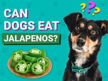 Can Dogs Eat Jalapeños? Vet-Reviewed Health Facts