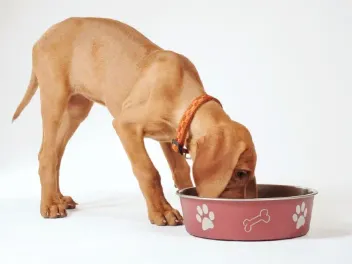 7 Best Dog Foods for Vizslas in 2026 - Reviews & Top Picks