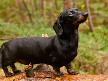 10 Fun Dachshund Facts to Discover: Vet-Verified Guide