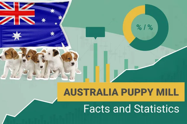 13 Heartbreaking Australian Puppy Mill Statistics to Know in 2026