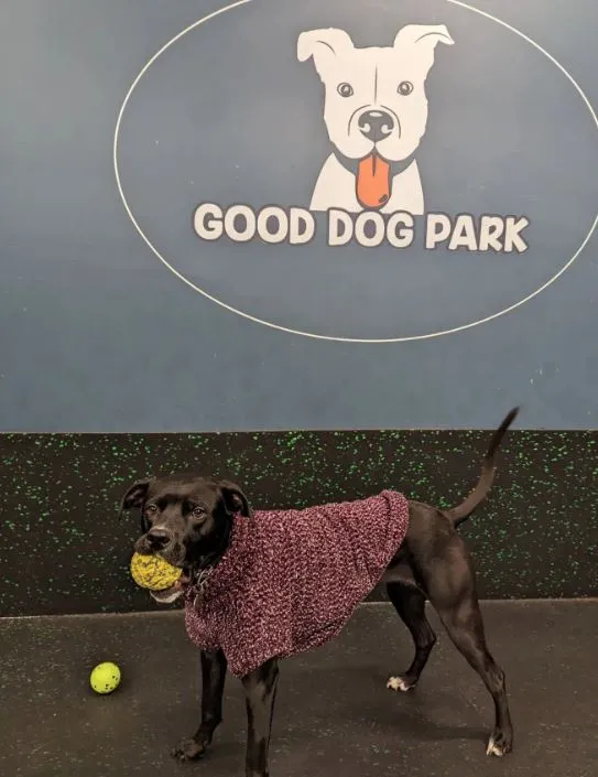Good Dog Park