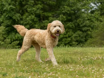 14 Vet-Verified Goldendoodle Pros & Cons: What to Know Before You Get One