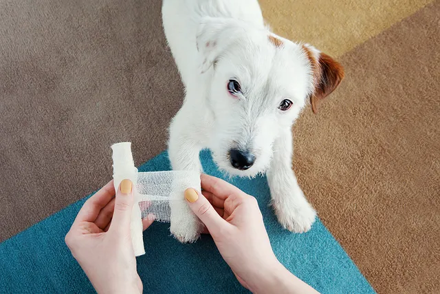 How to Treat Dog Fight Injuries: Important Health & Safety Tips (Vet Answer)