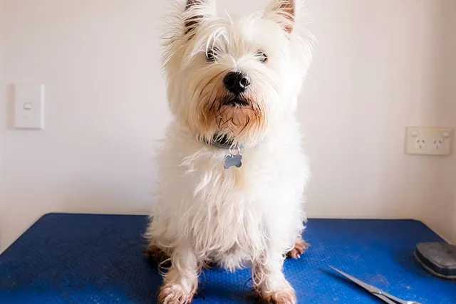 How to Groom a Westie: 7 Vet-Verified Tips