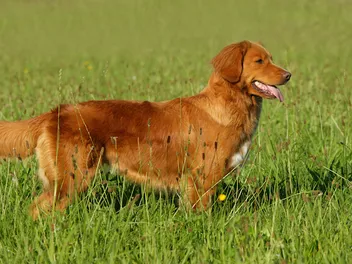 Nova Scotia Duck Tolling Retriever: Info, Pictures, Temperament & Traits