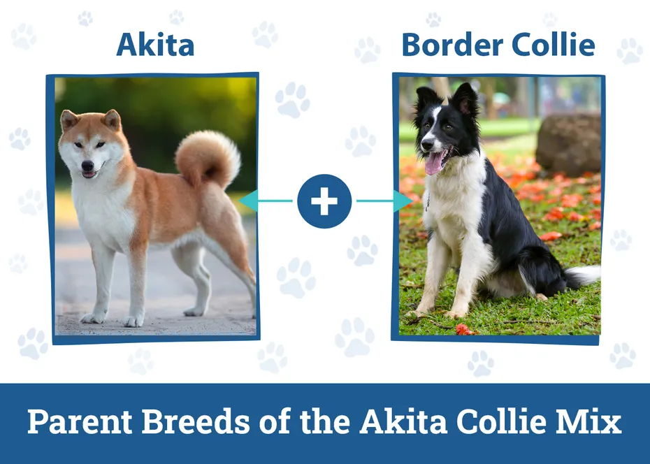 Parent Breeds of the Akita Collie Mix