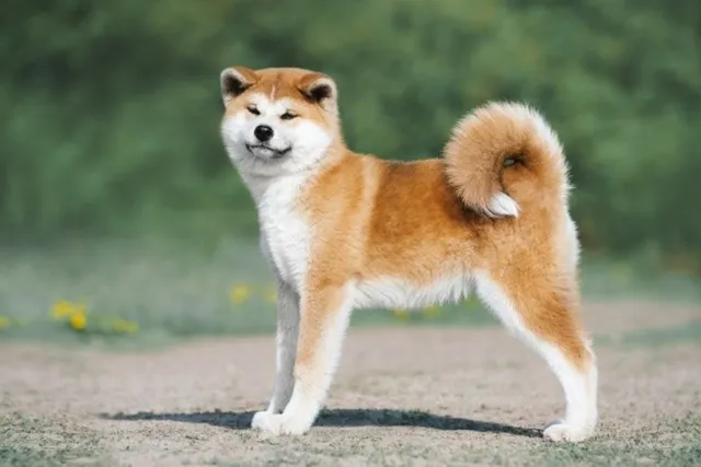 How Smart Is an Akita? Breed Intelligence & Facts