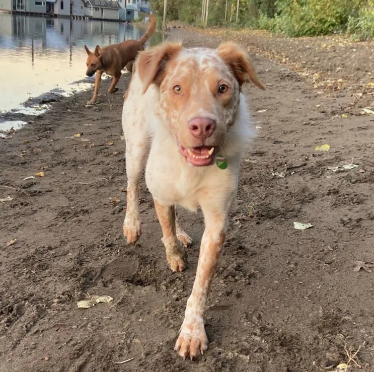 Sellwood Off-Leash Dog Park