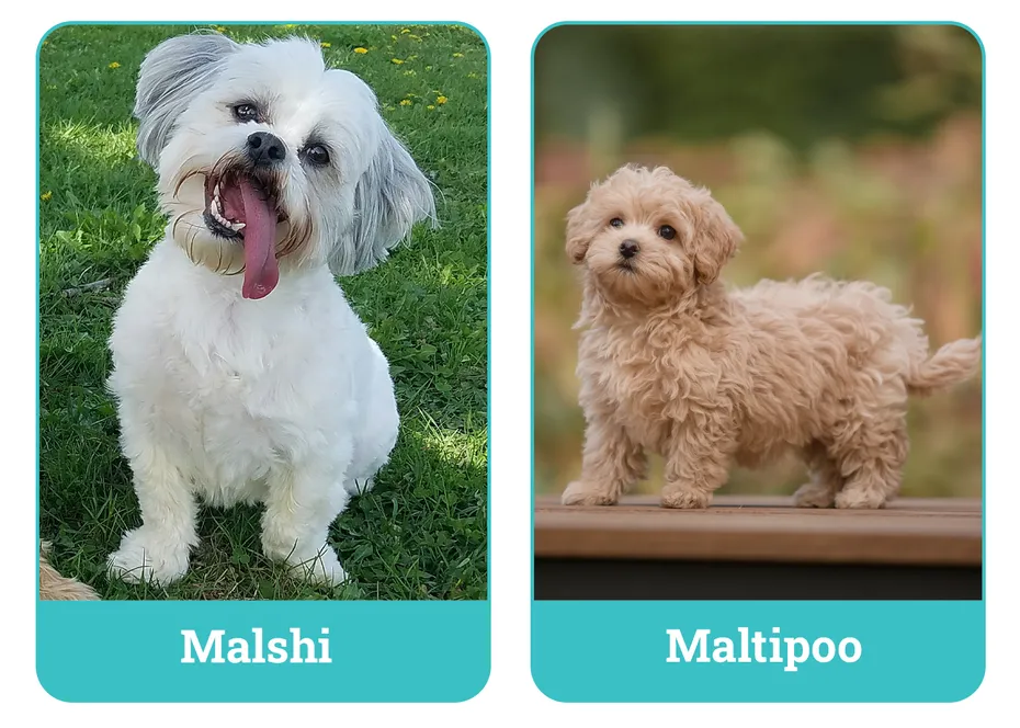 Malshi vs Maltipoo