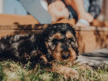 Phantom Cockapoo: Info, Pictures, Origin & History