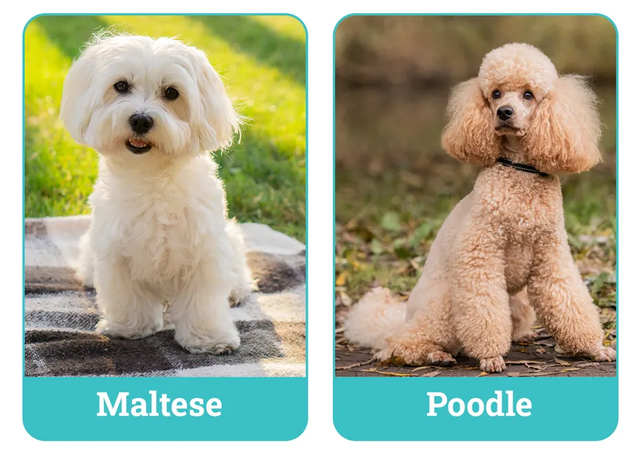 Maltese vs Poodle