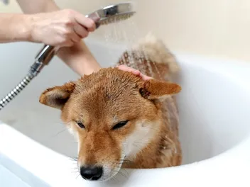 6 Best Shampoos for Shiba Inus In 2026: Reviews & Top Picks
