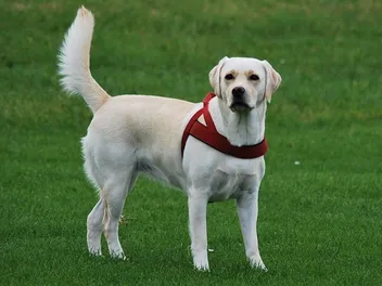 Are Labradors Smart Dogs? Canine Intelligence Explained